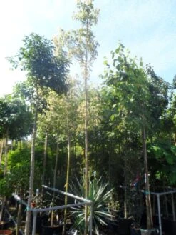 Vederesdoorn Als Boom (Acer Negundo 'Flamingo') -Planten Verkoopwinkel acer negundo flamingo 10 12ho cont