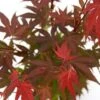Japanse Esdoorn (Acer Palmatum 'Atropurpureum') -Planten Verkoopwinkel acer p. atropurpureum 2 1