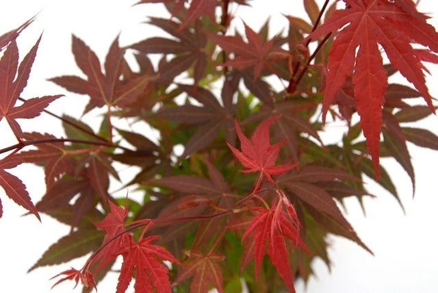Japanse Esdoorn (Acer Palmatum 'Atropurpureum') 1 Japanse Esdoorn (Acer Palmatum 'Atropurpureum')