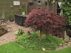 Japanse Esdoorn (Acer Palmatum 'Inabe-shidare') -Planten Verkoopwinkel acer p. inaba shidare 1