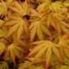 Japanse Esdoorn (Acer Palmatum 'Orange Dream') -Planten Verkoopwinkel acer p. orange dream 1