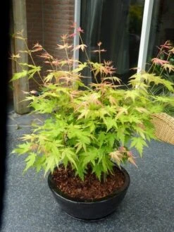 Japanse Esdoorn (Acer Palmatum 'Orange Dream') -Planten Verkoopwinkel acer p. orange dream 2 1