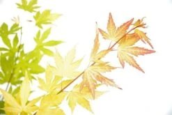 Japanse Esdoorn (Acer Palmatum 'Orange Dream') -Planten Verkoopwinkel acer p. orange dream 3