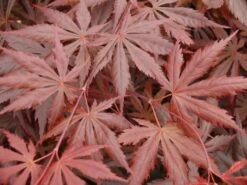 Japanse Esdoorn (Acer Palmatum 'Trompenburg') -Planten Verkoopwinkel acer p. trompenburg 1