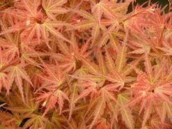 Japanse Esdoorn (Acer Palmatum 'Wilson's Pink Dwarf') -Planten Verkoopwinkel acer p. wilsons pink dwarf 1
