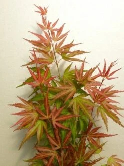 Japanse Esdoorn (Acer Palmatum 'Wilson's Pink Dwarf') -Planten Verkoopwinkel acer p. wilsons pink dwarf 2
