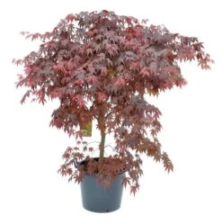 Japanse Esdoorn (Acer Palmatum 'Bloodgood') -Planten Verkoopwinkel acer palm. bloodgood c50 1