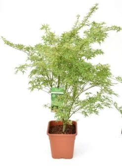 Japanse Esdoorn (Acer Palmatum 'Butterfly') -Planten Verkoopwinkel acer palm. butterfly c14 3