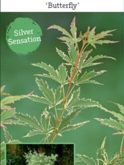 Japanse Esdoorn (Acer Palmatum 'Butterfly') -Planten Verkoopwinkel acer palm. butterfly c3 4