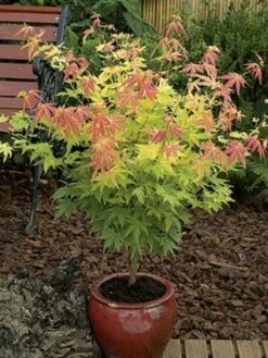 Japanse Esdoorn (Acer Palmatum 'Orange Dream') -Planten Verkoopwinkel acer palm. orange dream 2 1