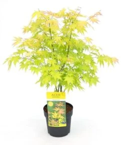 Japanse Esdoorn (Acer Palmatum 'Orange Dream') -Planten Verkoopwinkel acer palm. orange dream c3