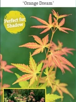 Japanse Esdoorn (Acer Palmatum 'Orange Dream') -Planten Verkoopwinkel acer palm. orange dream c3 1