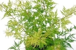 Japanse Esdoorn (Acer Palmatum 'Seiryu') -Planten Verkoopwinkel acer palm. seiryu