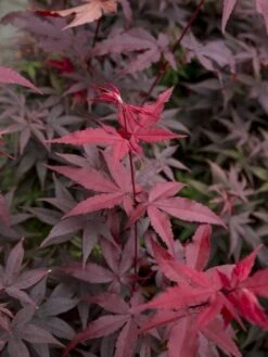 Japanse Esdoorn (Acer Palmatum 'Twombly's Red Sentinel')