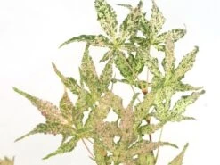 Japanse Esdoorn (Acer Palmatum 'Ukigumo') -Planten Verkoopwinkel acer palm. ukigumo 1