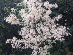 Japanse Esdoorn (Acer Palmatum 'Ukigumo') -Planten Verkoopwinkel acer palm. ukigumo 2