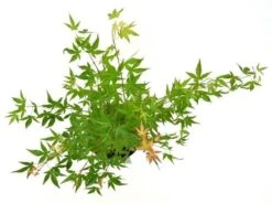 Japanse Esdoorn (Acer Palmatum 'Wilson's Pink Dwarf') -Planten Verkoopwinkel acer palm. wilson pink dwarf c3 3 1