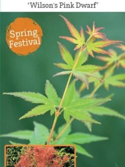 Japanse Esdoorn (Acer Palmatum 'Wilson's Pink Dwarf') -Planten Verkoopwinkel acer palm. wilson s pink dwarf c3 1 1