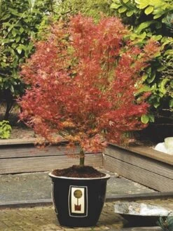 Japanse Esdoorn (Acer Palmatum 'Wilson's Pink Dwarf') -Planten Verkoopwinkel acer palm. wilson s pink dwarf c3 2 1