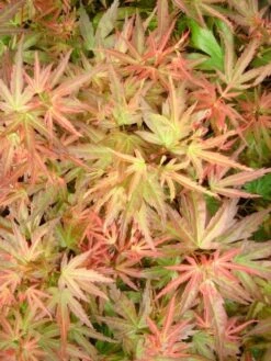 Japanse Esdoorn (Acer Palmatum 'Wilson's Pink Dwarf') -Planten Verkoopwinkel acer palm. wilson s pink dwarf c3 3 1