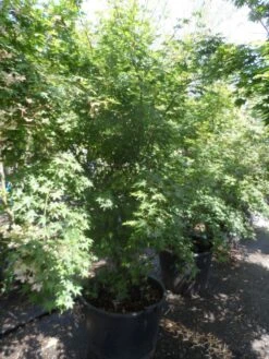 Japanse Esdoorn (Acer Palmatum) -Planten Verkoopwinkel acer palmatum 200 250 300 c130