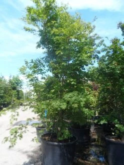 Japanse Esdoorn (Acer Palmatum) -Planten Verkoopwinkel acer palmatum 250 300 c500