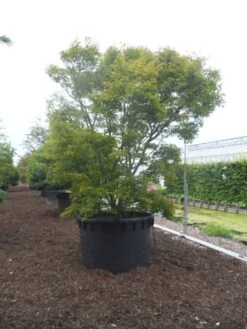 Japanse Esdoorn (Acer Palmatum) -Planten Verkoopwinkel acer palmatum 350 400 c1000
