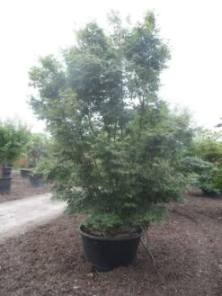 Japanse Esdoorn (Acer Palmatum) -Planten Verkoopwinkel acer palmatum 350 400 c500