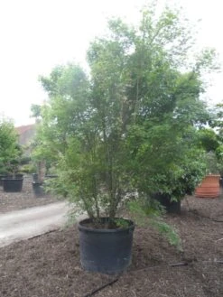 Japanse Esdoorn (Acer Palmatum) -Planten Verkoopwinkel acer palmatum 350 400 c500 2