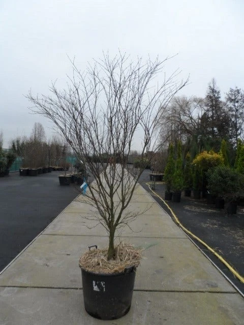 Japanse Esdoorn (Acer Palmatum 'Atropurpureum') 12 Japanse Esdoorn (Acer Palmatum 'Atropurpureum') - Afbeelding 12