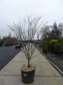 Japanse Esdoorn (Acer Palmatum 'Atropurpureum') -Planten Verkoopwinkel acer palmatum atropurpureum 200 250 c110 2