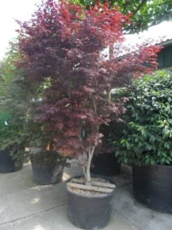 Japanse Esdoorn (Acer Palmatum 'Atropurpureum') -Planten Verkoopwinkel acer palmatum atropurpureum 250 300 c285 2