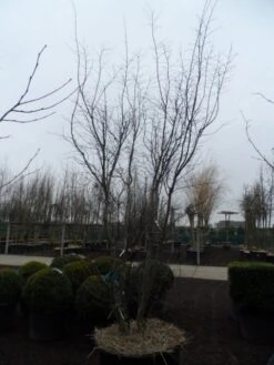 Japanse Esdoorn (Acer Palmatum 'Atropurpureum') -Planten Verkoopwinkel acer palmatum atropurpureum 300 350 c350 2