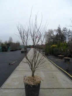 Japanse Esdoorn (Acer Palmatum 'Fireglow') -Planten Verkoopwinkel acer palmatum atropurpureum fireglow 200 250 c110