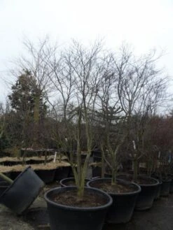 Japanse Esdoorn (Acer Palmatum 'Fireglow') -Planten Verkoopwinkel acer palmatum atropurpureum fireglow 250 300 c500