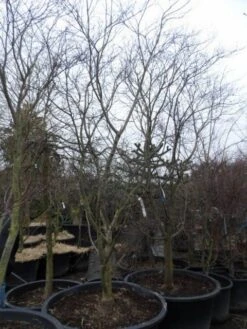 Japanse Esdoorn (Acer Palmatum 'Fireglow') -Planten Verkoopwinkel acer palmatum atropurpureum fireglow 250 300 c500 2