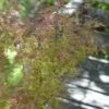 Japanse Esdoorn (Acer Palmatum 'Beni-komachi') -Planten Verkoopwinkel acer palmatum beni komachi