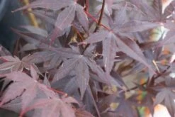 Japanse Esdoorn (Acer Palmatum 'Bloodgood') -Planten Verkoopwinkel acer palmatum bloodgood 2 1