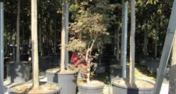 Japanse Esdoorn (Acer Palmatum 'Butterfly') -Planten Verkoopwinkel acer palmatum butterfly 100 125