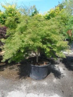 Japanse Esdoorn (Acer Palmatum 'Dissectum') 24 Japanse Esdoorn (Acer Palmatum 'Dissectum') -Planten Verkoopwinkel acer palmatum dissectum 125 150 175 c200 struikvorm extra