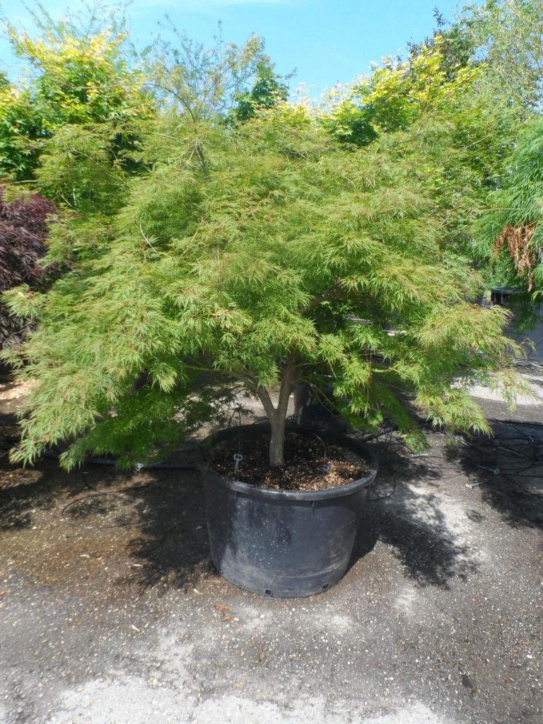 Japanse Esdoorn (Acer Palmatum 'Dissectum') 5 Japanse Esdoorn (Acer Palmatum 'Dissectum') - Afbeelding 5