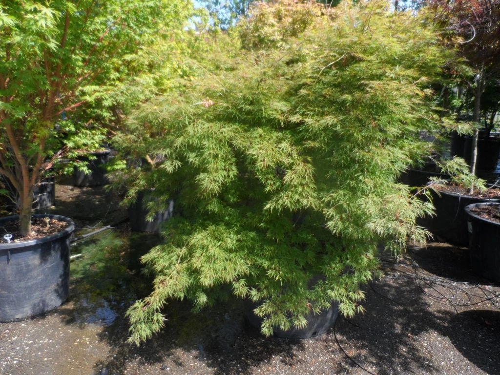 Japanse Esdoorn (Acer Palmatum 'Dissectum') 4 Japanse Esdoorn (Acer Palmatum 'Dissectum') - Afbeelding 4