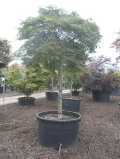 Japanse Esdoorn (Acer Palmatum 'Dissectum') 30 Japanse Esdoorn (Acer Palmatum 'Dissectum') -Planten Verkoopwinkel acer palmatum dissectum 25 30ho c750 2