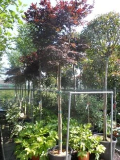 Japanse Esdoorn (Acer Palmatum 'Fireglow') -Planten Verkoopwinkel acer palmatum fireglow 12 14ho cont