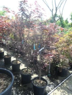 Japanse Esdoorn (Acer Palmatum 'Fireglow') -Planten Verkoopwinkel acer palmatum fireglow 150 175 c35