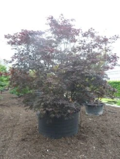 Japanse Esdoorn (Acer Palmatum 'Fireglow') -Planten Verkoopwinkel acer palmatum fireglow solitair c1500 extra
