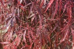 Japanse Esdoorn (Acer Palmatum 'Inabe-shidare') -Planten Verkoopwinkel acer palmatum inaba shidare 2