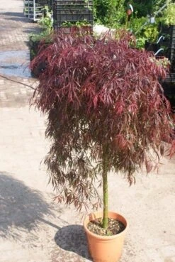 Japanse Esdoorn Als Boom (Acer Palmatum 'Inabe-shidare') -Planten Verkoopwinkel acer palmatum inaba shidare 3 1