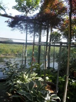 Japanse Esdoorn (Acer Palmatum 'Ornatum') -Planten Verkoopwinkel acer palmatum ornatum 180 200stam 10 12