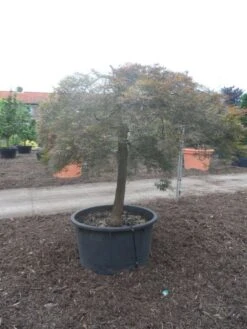 Japanse Esdoorn (Acer Palmatum 'Ornatum') -Planten Verkoopwinkel acer palmatum ornatum halfstam c500 solitair extra